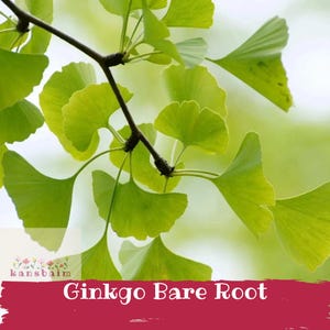 May include: A branch with fan-shaped, bright green ginkgo leaves featuring distinct veins. A small logo with the text "kansbaim" appears in the corner, and a dark red banner at the bottom displays the white text "Ginkgo Bare Root".