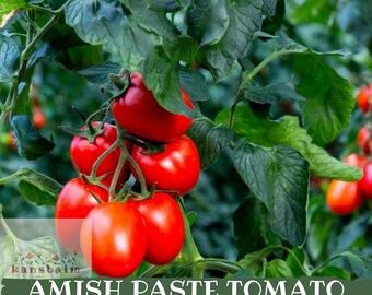 Könnte beinhalten: Nahaufnahme von reifen, roten Amish Paste-Tomaten an einer grünen Ranke. Die Tomaten sind oval und glänzend. Der Text "Amish Paste Tomato Seeds" ist im Bild enthalten.