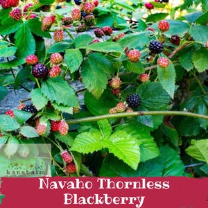 Puede incluir: Primer plano de una planta de mora sin espinas Navaho, con hojas verdes y racimos de bayas rojas y negras. La imagen incluye el texto "Navaho Thornless Blackberry".