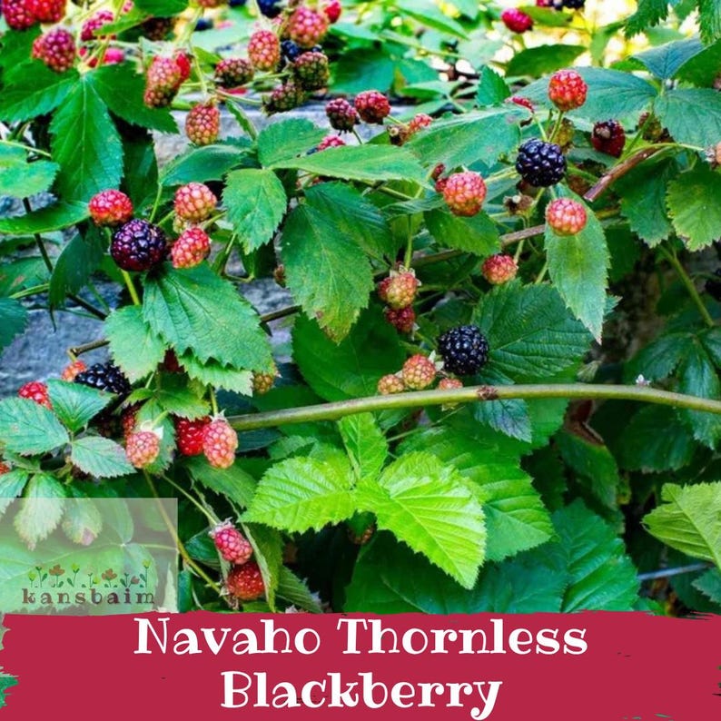 Puede incluir: Primer plano de una planta de mora sin espinas Navaho, con hojas verdes y racimos de bayas rojas y negras. La imagen incluye el texto "Navaho Thornless Blackberry".