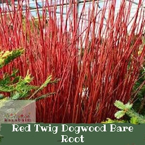 May include: A cluster of vibrant red twig dogwood stems standing upright. The branches are slender, smooth, and bright red in color. A small logo with the text "kansbaim" and the phrase "Red Twig Dogwood Bare Root" are visible at the bottom.