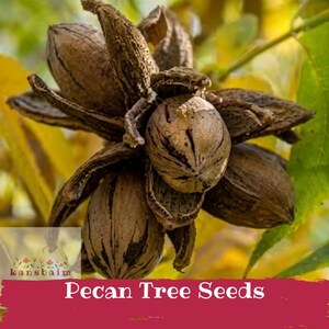May include: A cluster of brown, textured pecan tree seeds with partially opened, woody husks. The seeds feature dark brown vertical stripes and a smooth, oval shape. The text 'kansbaim' and 'Pecan Tree Seeds' is visible at the bottom.