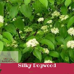 May include: A close-up of a Silky Dogwood plant with vibrant green leaves and clusters of small white flowers. The image includes the text "Silky Dogwood" in a red banner at the bottom, and a logo in the lower left corner.