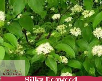 Silky Dogwood Shrub | Blue Berry Native Wetland Bush | Live Bare Root