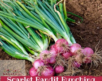 Scarlet Bandit Bunching Onion Seeds, Red Scallion Allium Cepa (100)