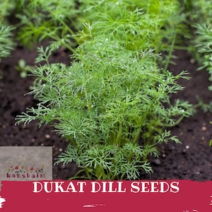 Puede incluir: Primer plano de plantas de eneldo Dukat de color verde vibrante creciendo en tierra oscura. La imagen muestra las delicadas hojas plumosas del eneldo, con gotas de agua visibles. El texto "DUKAT DILL SEEDS" se muestra en letras blancas sobre una pancarta roja.
