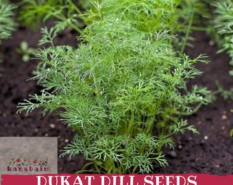 Könnte beinhalten: Nahaufnahme von leuchtend grünen Dukat Dill Pflanzen, die in dunkler Erde wachsen. Das Bild zeigt die zarten, federartigen Blätter des Dills, mit sichtbaren Wassertröpfchen. Der Text "DUKAT DILL SEEDS" wird in weißen Buchstaben auf einem roten Banner angezeigt.