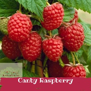 May include: Close-up of ripe, red Canby raspberries on a green vine. The berries are clustered together, showcasing their textured surface. The image includes the text "Canby Raspberry".