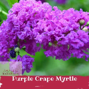 May include: Close-up of a vibrant purple crepe myrtle flower cluster. The image showcases the ruffled texture and rich color of the blooms against a blurred green background. The text "Purple Crape Myrtle" is displayed on a red banner.