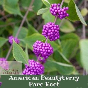 American Beautyberry Shrub Starter | Callicarpa Americana Native Bare Root