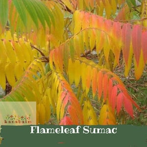 May include: Close-up of Flameleaf Sumac foliage. The leaves transition from green to vibrant shades of yellow, orange, and red. The image includes the text "Flameleaf Sumac" and the logo "kansbaim".