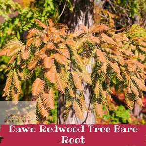 May include: Close-up of a Dawn Redwood tree with bare roots. The image shows the tree's trunk and branches with vibrant orange-brown foliage. The text "Dawn Redwood Tree Bare Root" is displayed at the bottom of the image.