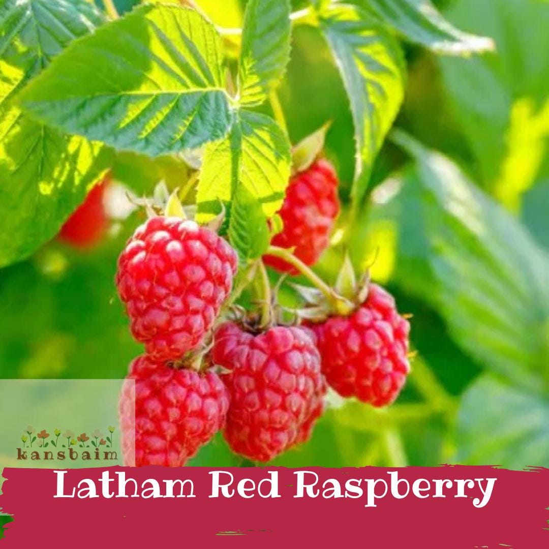 Latham Red Raspberry - Historic Cold-hardy Variety - Sweet & Firm ...