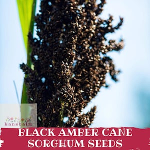 Puede incluir: Primer plano de semillas de sorgo de caña ámbar negro, un racimo marrón oscuro, sobre un fondo azul borroso. La imagen incluye el texto "BLACK AMBER CANE SORGHUM SEEDS" en blanco sobre una pancarta roja.