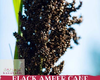 Könnte beinhalten: Nahaufnahme von schwarzen Bernstein-Zuckerrohr-Sorghum-Samen, einem dunkelbraunen Cluster, vor einem verschwommenen blauen Hintergrund. Das Bild enthält den Text "BLACK AMBER CANE SORGHUM SEEDS" in Weiß auf einem roten Banner.