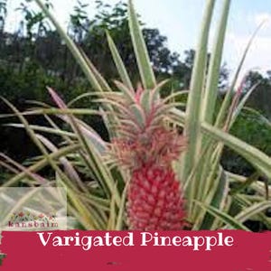san pedro cactus order #EC67 EXACT Trichocereus Pachanoi 46" in 6" container Pachanoi 46 Pretty in 6