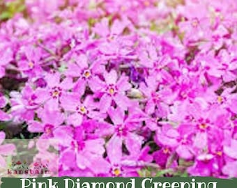 5 Creeping Phlox Drummonds Pink | Subulata Perennial Live Bare Root