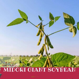 May include: A close-up of a soybean plant with green leaves and pods against a blue sky. The text "MIDORI GIANT SOYBEAN" is displayed on a red banner at the bottom of the image. The plant is in a field.