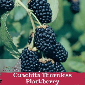 May include: Close-up of a cluster of ripe, dark black blackberries on a green leafy branch. The image includes the text "Ouachita Thornless Blackberry" in a red banner.