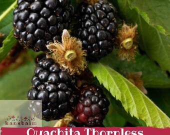 May include: Close-up of ripe, black Ouachita Thornless Blackberries on a green leafy branch. The berries are clustered together, with some showing a deep red hue. The image includes the text "Ouachita Thornless Blackberry".