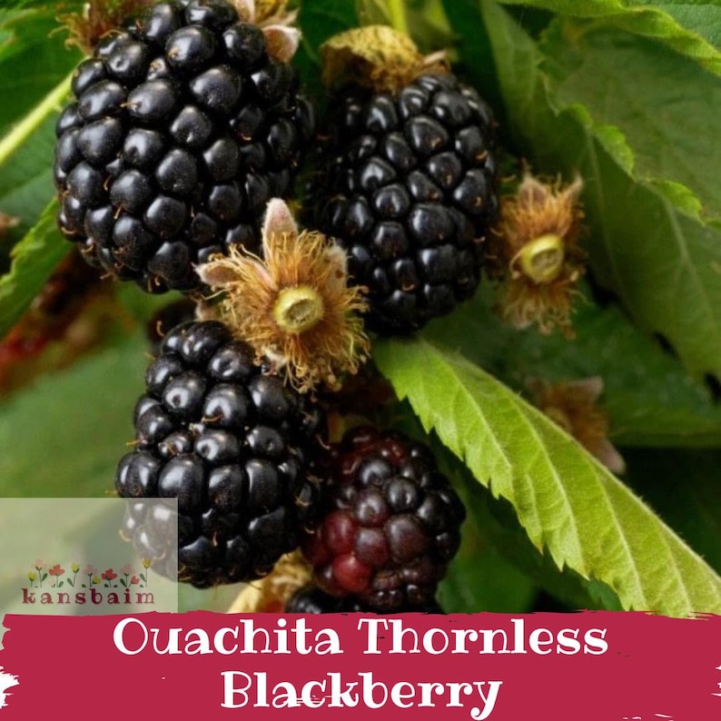 May include: Close-up of ripe, black Ouachita Thornless Blackberries on a green leafy branch. The berries are clustered together, with some showing a deep red hue. The image includes the text "Ouachita Thornless Blackberry".