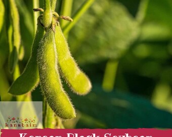 Könnte beinhalten: Grüne, flaumige Sojabohnenschoten hängen an einem Pflanzenstängel. Das Bild enthält ein Logo mit kleinen bunten Blumen und den Text "kansbaim" über dem fetten weißen Text "Korean Black Soybean Seeds" auf einem dunkelroten Hintergrund.