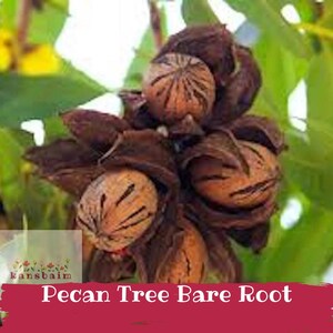 May include: A cluster of brown, textured pecan nuts encased in dark, woody husks, partially open to reveal the ridged shells within. The image includes the text 'kansbaim' and 'Pecan Tree Bare Root' on a red banner at the bottom.