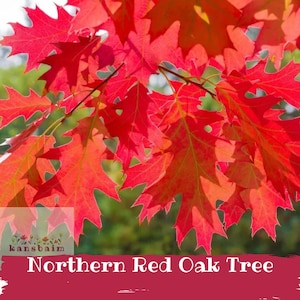 May include: Close-up of vibrant red Northern Red Oak tree leaves. The leaves are a bright, saturated red with a detailed, textured appearance. The image includes the text "Northern Red Oak Tree".