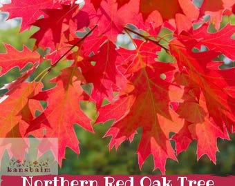 Könnte beinhalten: Nahaufnahme von leuchtend roten Blättern der Rot-Eiche. Die Blätter sind leuchtend rot mit detaillierter, strukturierter Optik. Das Bild enthält den Text "Northern Red Oak Tree".