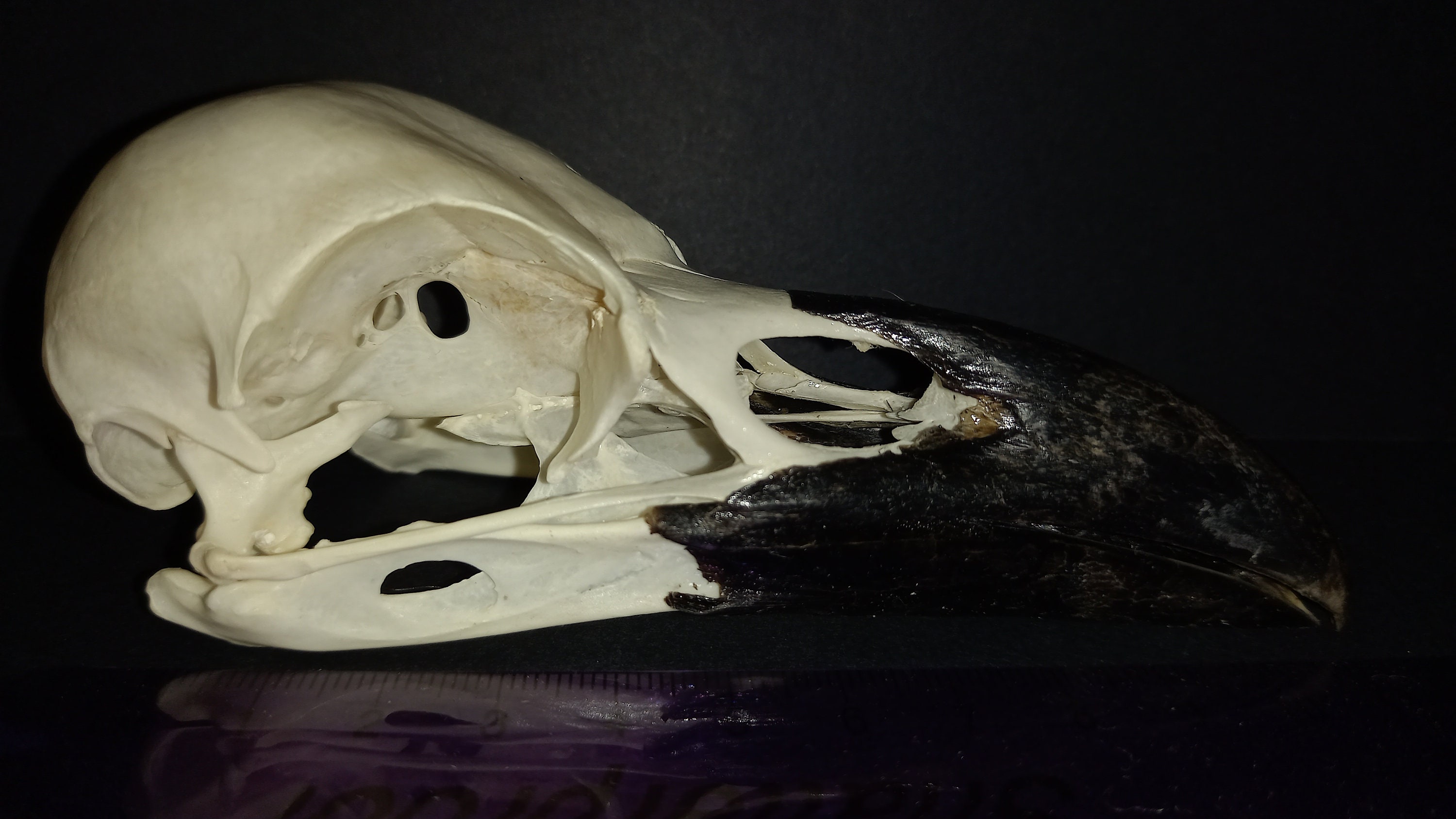 Real North Eurasian Raven skull taxidermy genuine corvid crow Etsy