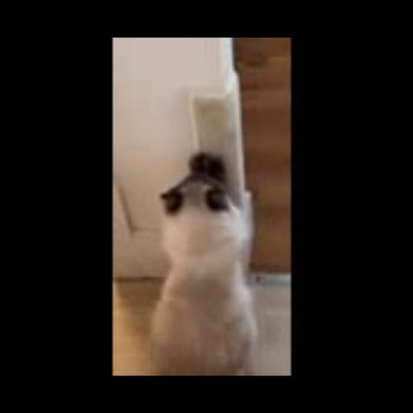 Cat Scratch Corner Couch Etsy