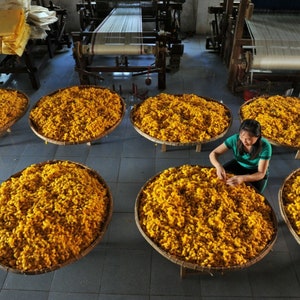 May include: A woman works in a silk factory, sorting through yellow silk cocoons in woven baskets. The cocoons are piled high in the baskets, and the woman is carefully separating them.