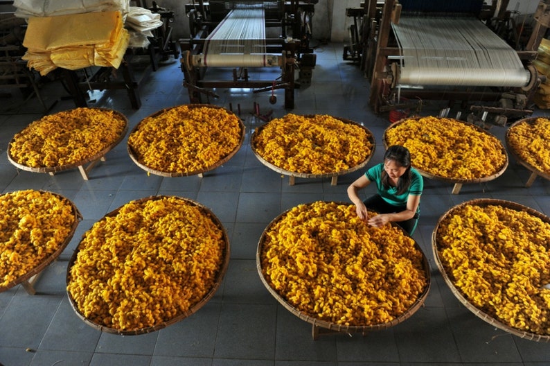 May include: A woman works in a silk factory, sorting through yellow silk cocoons in woven baskets. The cocoons are piled high in the baskets, and the woman is carefully separating them.