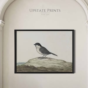 Vintage Bird Watercolor Painting | French Country Farmhouse | Fine Art Print | Art History | PRINTABLE Art Download | #50