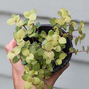 Callisia repens Gold / Turtle Vine/ creeping inch plant- 3.5 inch live plant