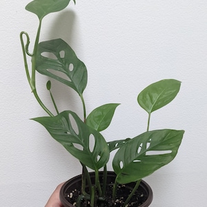 Monstera Adansonii/Swiss Cheese plant,  (live 3.5 inch well rooted plant)