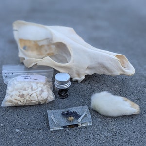 Oddities craft mystery box - bones, skulls, butterflies, crystals, specimens, curiosities