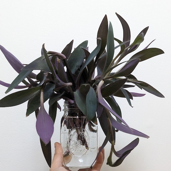 Tradescantia Pallida - Purple queen, Wandering Dude, Purple Heart (Cuttings and live 3.5 plant in nursery pot)