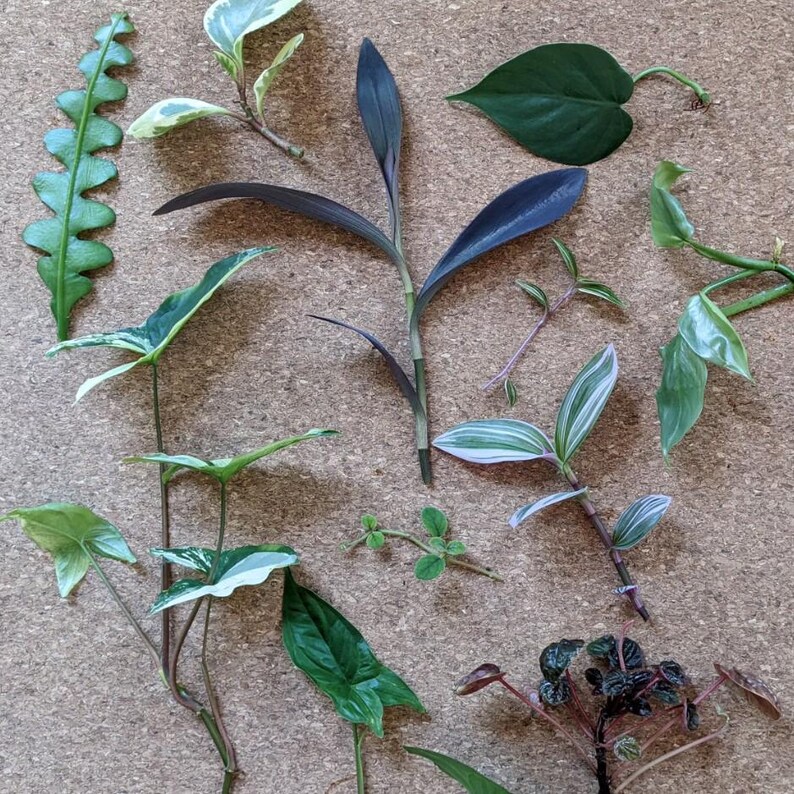 House Plant Cuttings/propagation Bundle 3/5/10 Houseplant Clippings