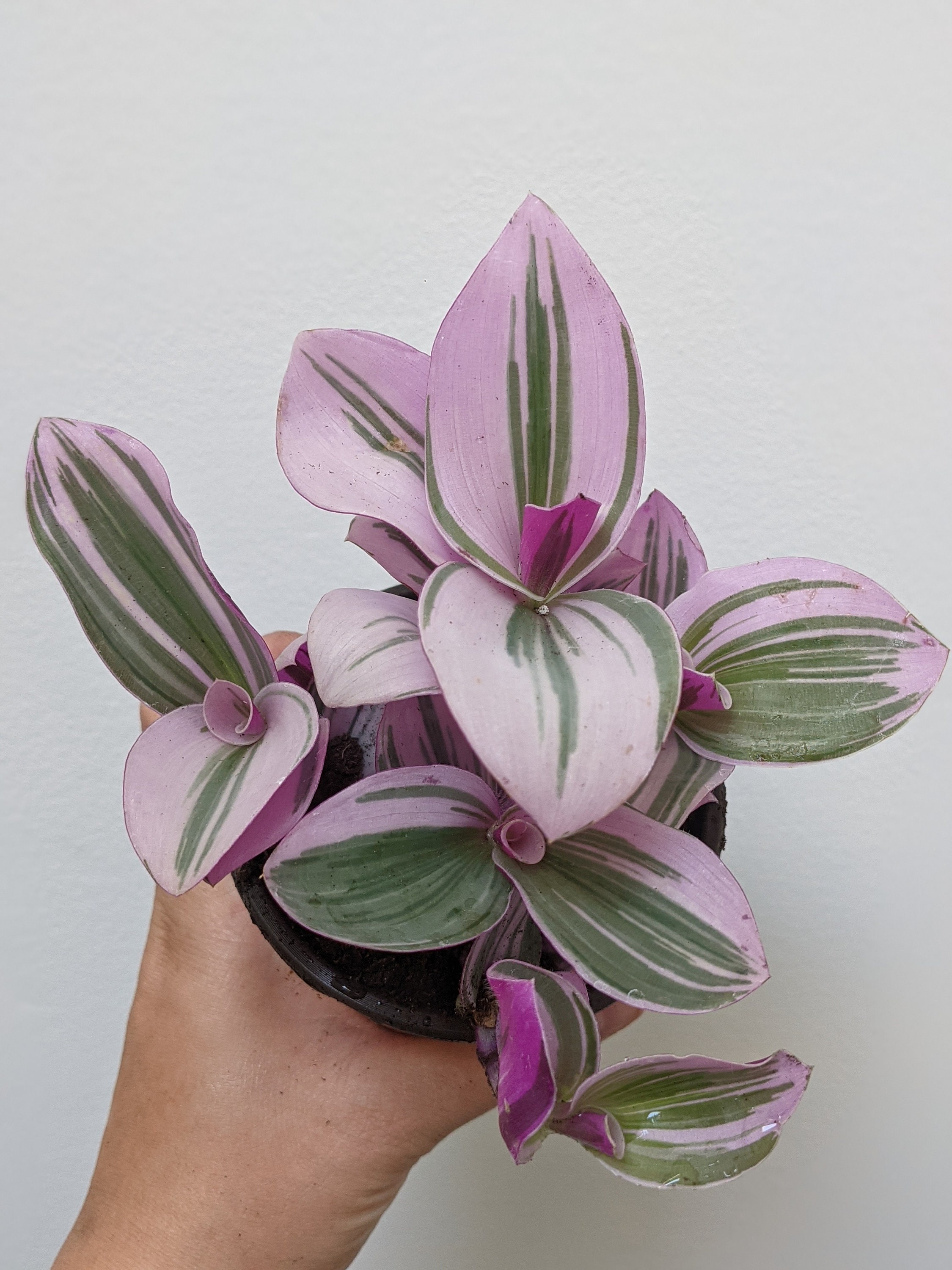 Tradescantia Nanouk 3.5 inch pot (live plant)