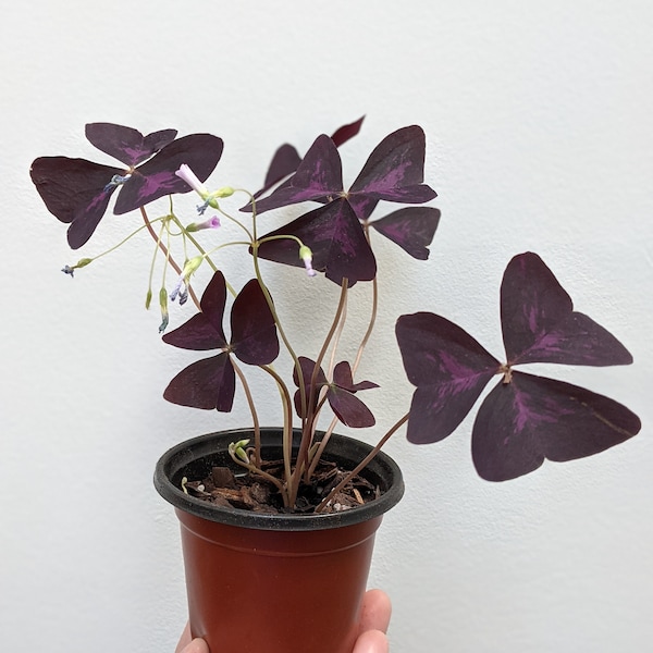Oxalis Triangularis/Purple False Shamrocks (Live Plant)