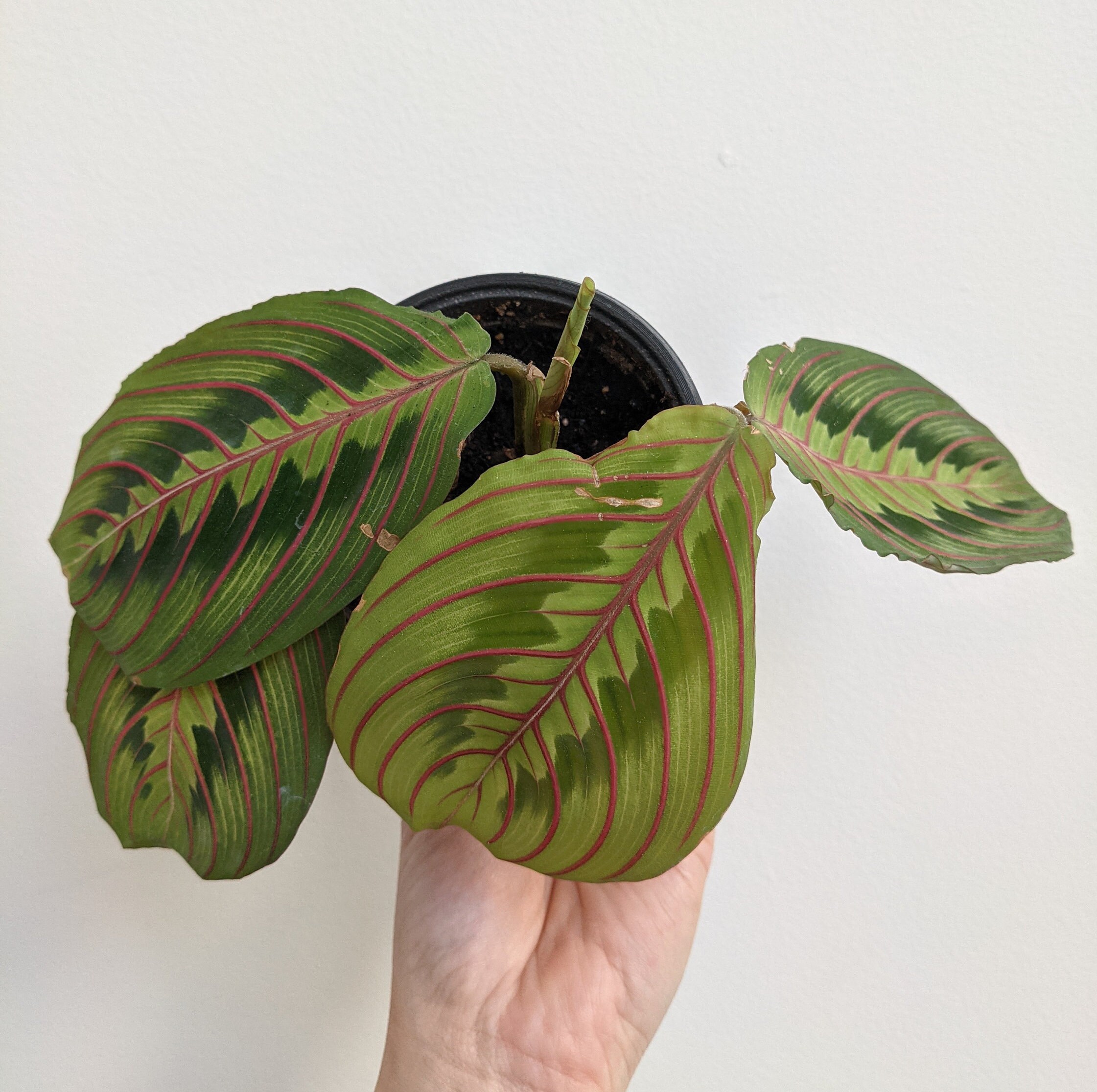 Maranta Leuconeura Red/ Red Prayer Plant Live Plant Etsy