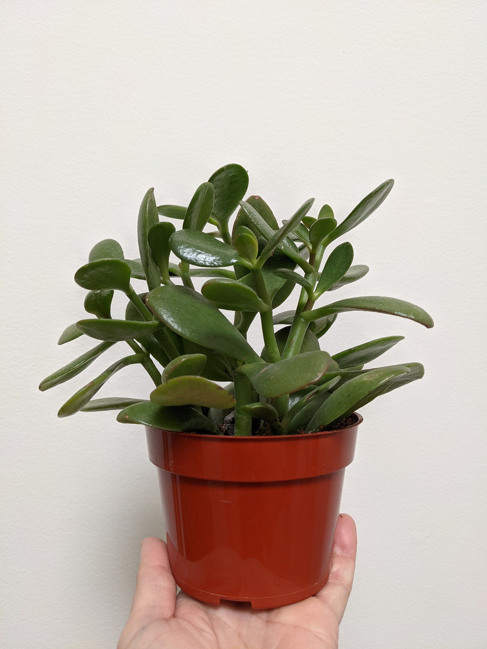 Green jade plant 4 inch pot live plant Etsy