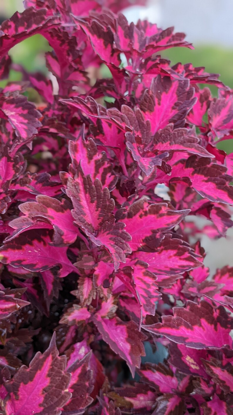 Coleus Stained Glassworks 'royalty'rare Variety Etsy Australia