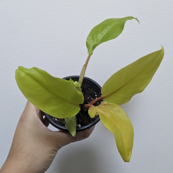 Philodendron Golden Goddess, Lemon-Lime, 3.5 inch starter plant