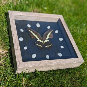 African Giant Swallowtail Shadowbox