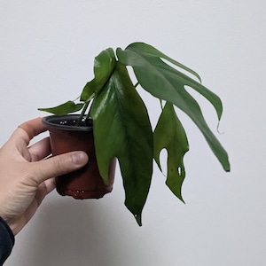 Baltic Blue Epipremnum Pinnatum /Pothos (3.5 inch rooted plant)