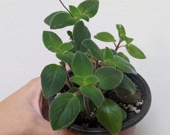 Streptocarpella 'Concord Blue'; cape primrose 3.5 inch starter plant