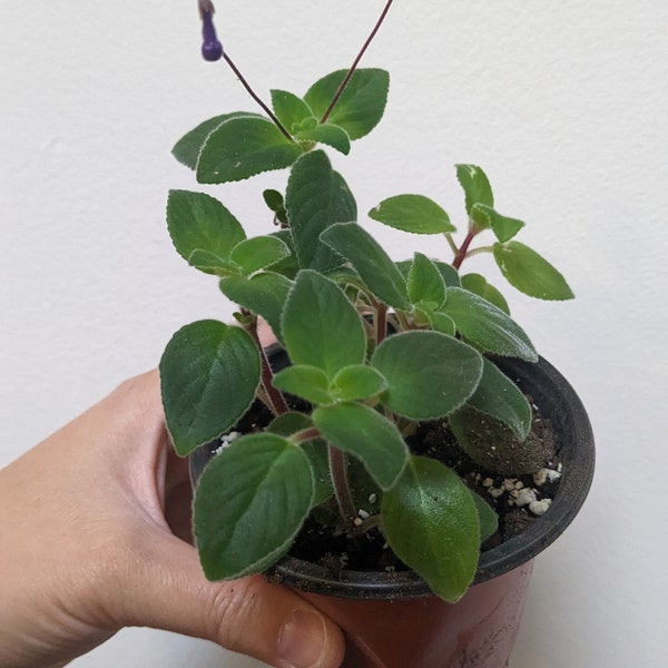 Streptocarpella 'Concord Blue'; cape primrose 3.5 inch starter plant
