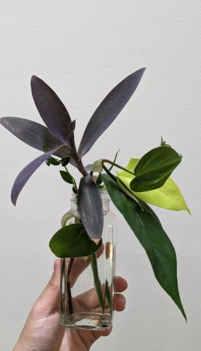 House Plant Cuttings/propagation Bundle 3/5/10 Houseplant Clippings